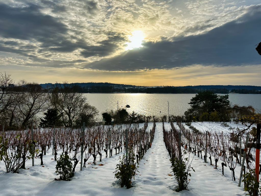 The Grapes of Biel - Ken Ritley